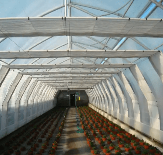 Interior of Greenhouse Agro Tunnel filled with thriving greenery