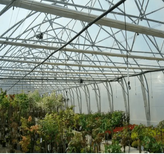 Plants flourishing inside Greenhouse Agro Tunnel