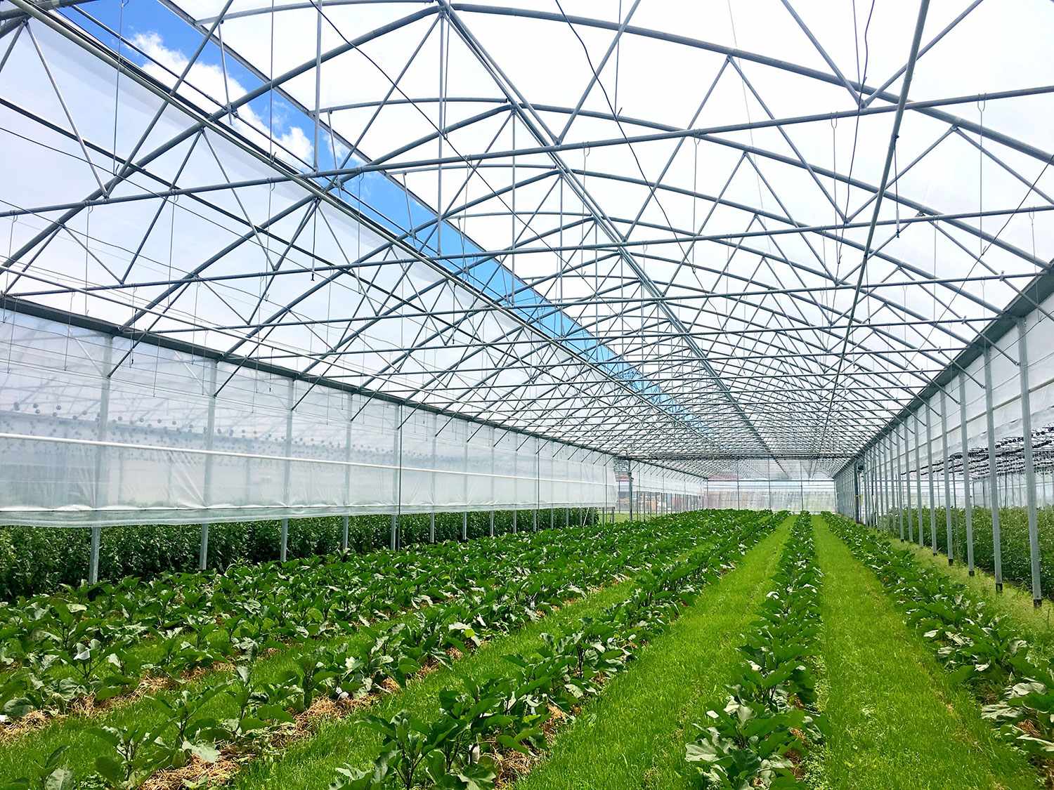 Commercial greenhouse project from Norhage Industri