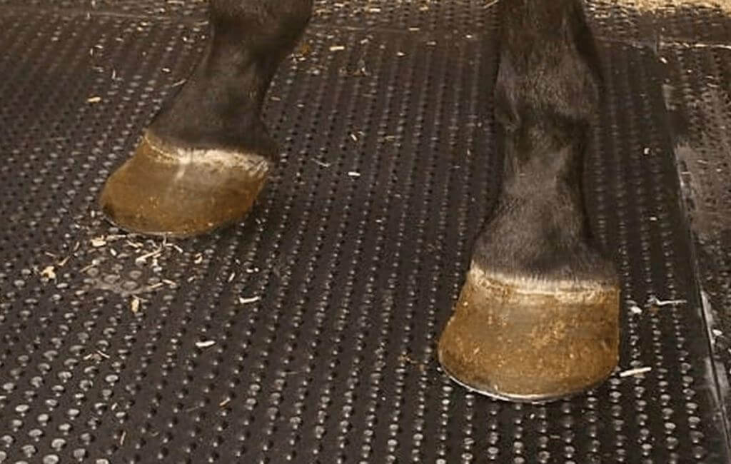 Horse standing on rubber flooring