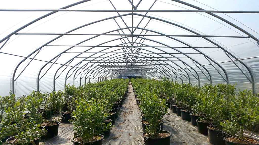 Inside of greenhouse