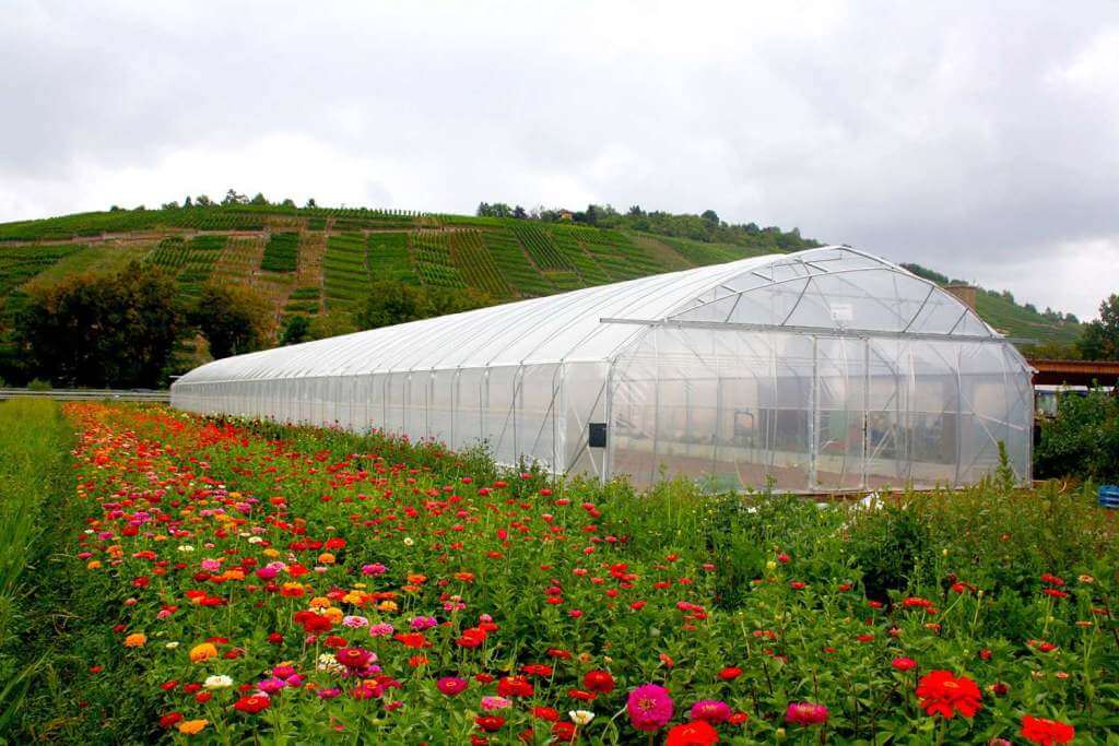 Industrial greenhouse covered with plastic film